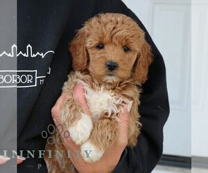 Goldendoodle (Miniature) Puppy for sale in NARVON, PA, USA