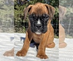 AKC Austin - Male Boxer Puppy for Sale - Photo #15