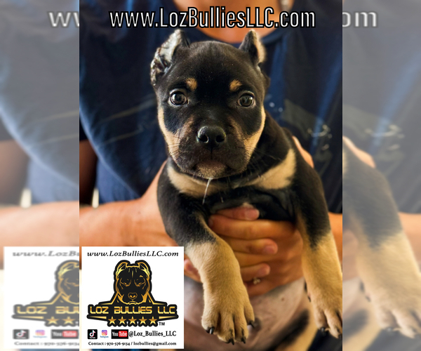 Medium Photo #1 American Bully Puppy For Sale in GREELEY, CO, USA