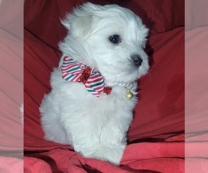 Maltese Puppy for Sale in CHESAPEAKE, Virginia USA