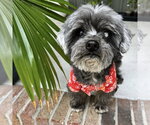 Small #2 Poodle (Miniature) Mix