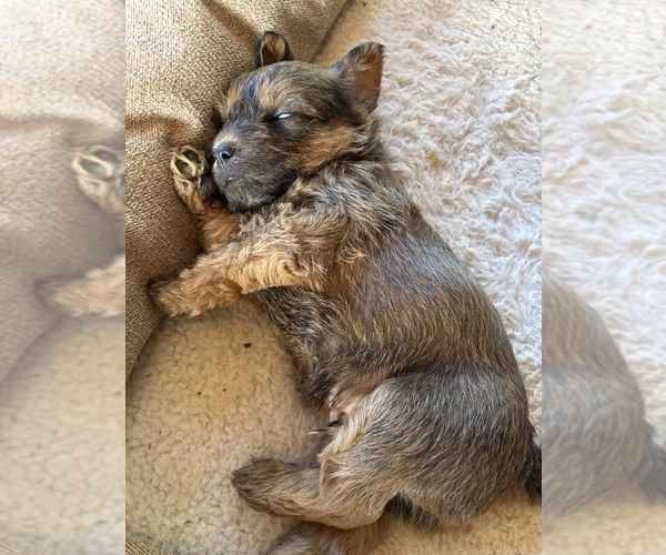 Medium Photo #24 Poocan Puppy For Sale in FAIR OAKS, CA, USA
