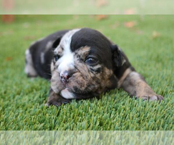 Medium Photo #3 English Bulldog Puppy For Sale in GREAT FALLS, VA, USA
