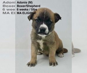 Boxer-Unknown Mix Dogs for adoption in pomfret, CT, USA