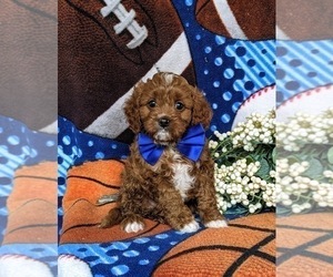 Cavapoo Puppy for sale in QUARRYVILLE, PA, USA