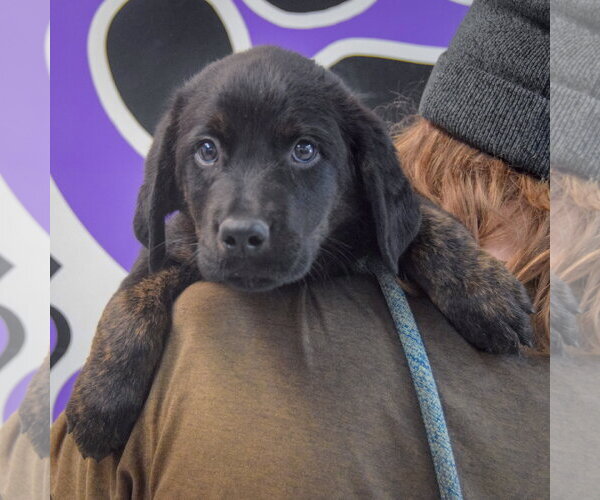Medium Photo #4 Rottweiler-Unknown Mix Puppy For Sale in Huntley, IL, USA
