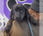 Small #3 Rottweiler Mix