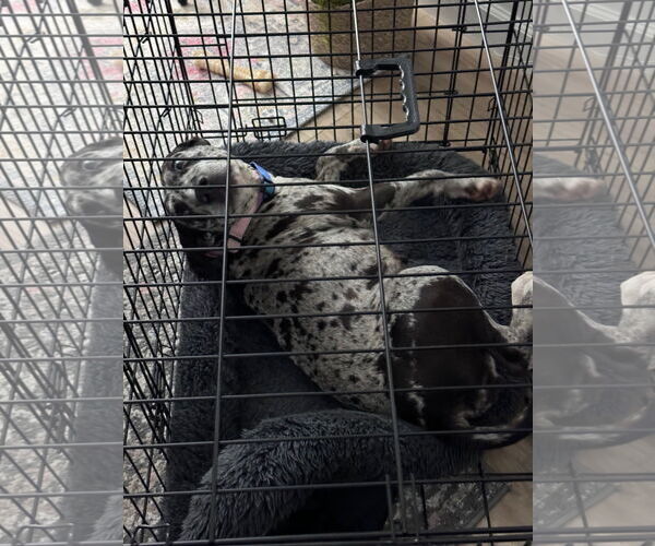 Medium Photo #8 Black and Tan Coonhound-Catahoula Leopard Dog Mix Puppy For Sale in Atlanta, GA, USA