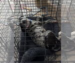 Small #7 Black and Tan Coonhound-Catahoula Leopard Dog Mix