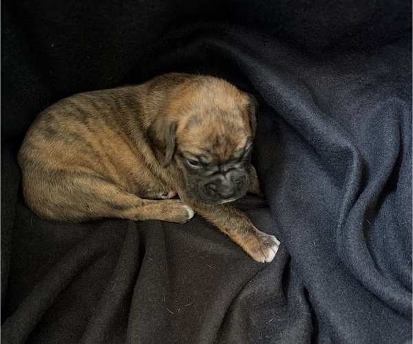 Medium Photo #9 Boxer Puppy For Sale in SAINT JOSEPH, TN, USA
