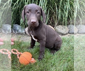 Labrador Retriever Dog for Adoption in MIDDLEBURY, Indiana USA
