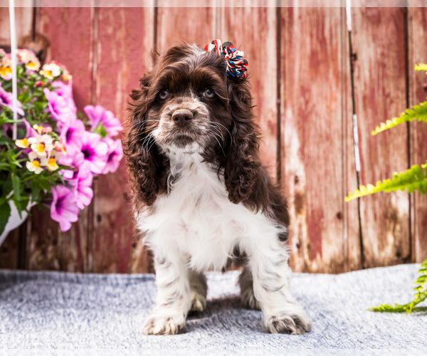 Medium Photo #10 Cocker Spaniel Puppy For Sale in WAKARUSA, IN, USA