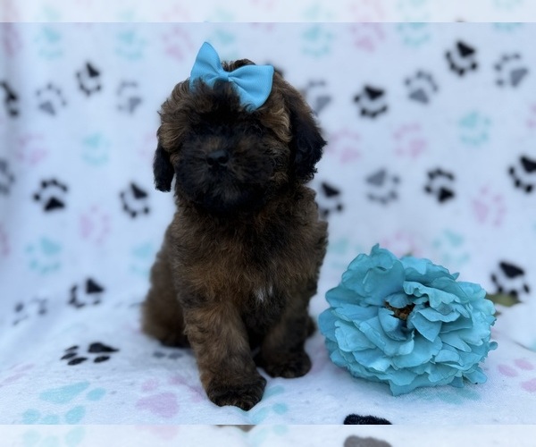 Medium Photo #3 Shih-Poo Puppy For Sale in LAKELAND, FL, USA