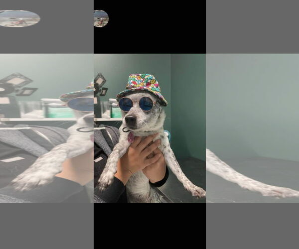 Medium Photo #5 Chiweenie Puppy For Sale in Princeton, MN, USA