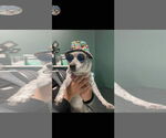 Small #4 Chiweenie