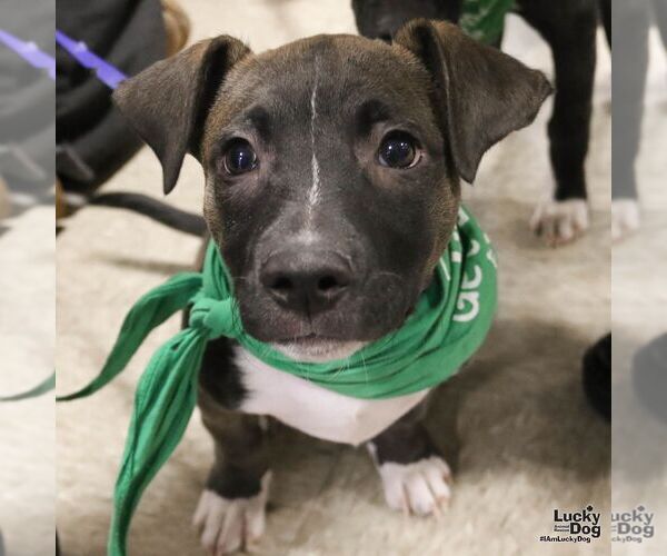 Medium Photo #5 Labrador Retriever-Unknown Mix Puppy For Sale in Washington, DC, USA