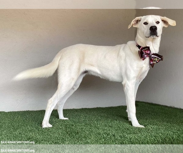 Medium Photo #3 Mutt Puppy For Sale in San Diego, CA, USA