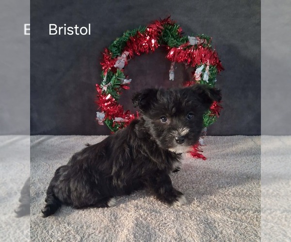 Medium Photo #3 Yo-Chon Puppy For Sale in MOUNT PLEASANT, MI, USA