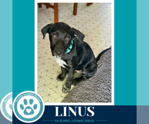 Labrador Retriever-Unknown Mix Dogs for adoption in Kimberton, PA, USA