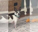 Small #1 Chihuahua