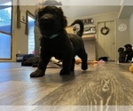 Small Photo #10 Goldendoodle Puppy For Sale in CARROLLTON, VA, USA