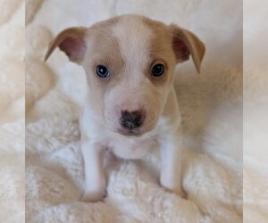 Keelan - Male Mutt Dog for Adoption - Photo #5