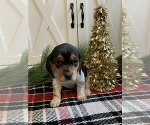 Beagle Puppy for sale in NEW VIENNA, OH, USA