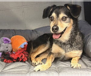 Chihuahua Dogs for adoption in Olathe, KS, USA