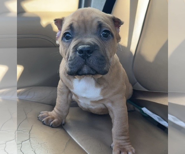 Medium Photo #5 American Bully Puppy For Sale in JACKSONVILLE, IL, USA