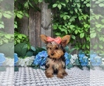 Small #4 Yorkshire Terrier