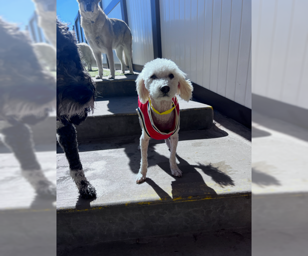 Medium Photo #4 Poodle (Miniature) Puppy For Sale in MIDWAY, UT, USA
