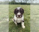 Small Photo #45 Goldendoodle Puppy For Sale in HOWARD CITY, MI, USA