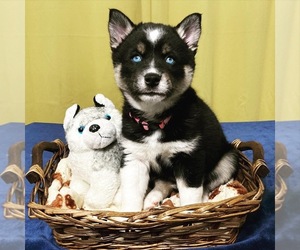 Pomsky Puppy for sale in ROSEBURG, OR, USA