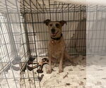 Small #3 Mutt