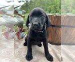 Small #2 Labrador Retriever