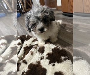 ShihPoo Puppy for sale in MASON, IL, USA