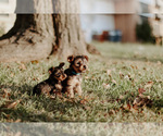 Small Photo #31 Yorkshire Terrier Puppy For Sale in FOREST HILL, TX, USA