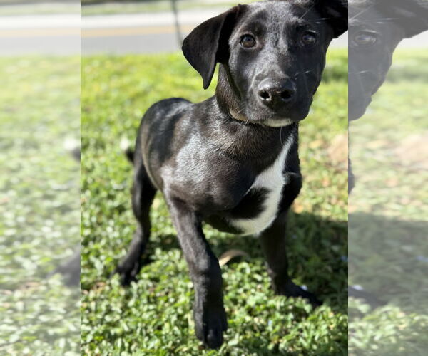 Medium Photo #2 Siberian Husky-Unknown Mix Puppy For Sale in Sanford, FL, USA