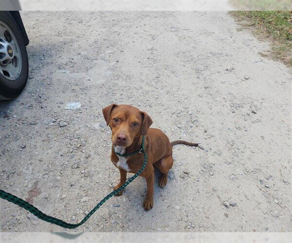 Medium Photo #1 Staffordshire Bull Terrier-Unknown Mix Puppy For Sale in Houston, TX, USA