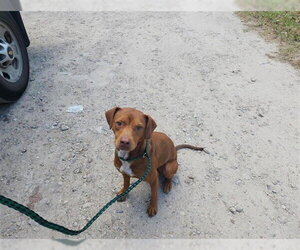 Staffordshire Bull Terrier-Unknown Mix Dogs for adoption in Houston, TX, USA