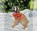 Small #4 Mutt