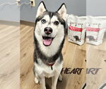 Small Siberian Husky