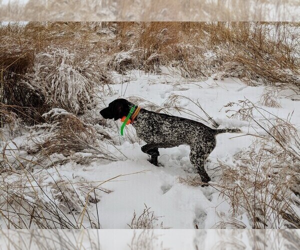 Medium Photo #1 German Shorthaired Pointer Puppy For Sale in GLADSTONE, IL, USA