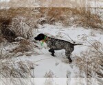 Small Photo #1 German Shorthaired Pointer Puppy For Sale in GLADSTONE, IL, USA