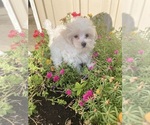 Small #2 Maltese