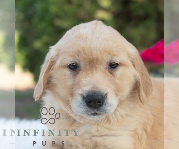 Medium Photo #4 Golden Retriever Puppy For Sale in NEWPORT, PA, USA