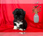 Small #5 Maltipoo