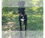 Small #4 Chihuahua Mix