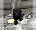 Small #1 Goldendoodle