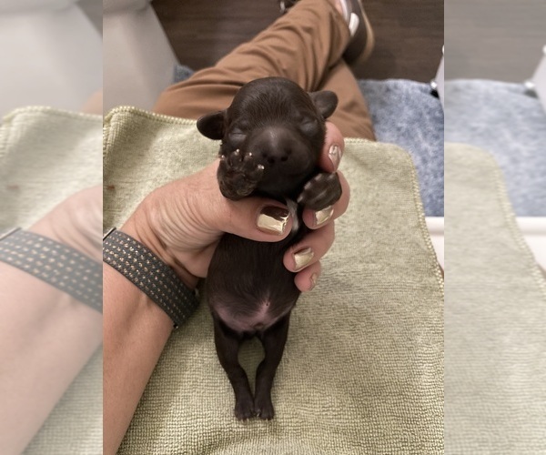 Medium Photo #9 Poodle (Toy) Puppy For Sale in MURRIETA, CA, USA